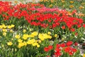 Abundant flowering of yellow, red and pink tulips in spring garden. Field of tulip flowers Royalty Free Stock Photo