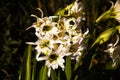 White Spider Lilly (Hymenocallis) 16090 Royalty Free Stock Photo