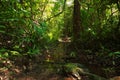Abundant forest resources in Thailand