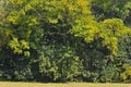 Abundant forest.which consists of many species of trees