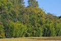 Abundant forest.which consists of many species of trees