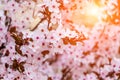 Abundant fruit tree blossom in sunlight, pink-orange shades_