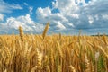 Abundant golden wheat field under a blue sky with white clouds on a sunny summer day Royalty Free Stock Photo