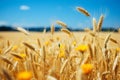 Abundant golden wheat field with yellow wildflowers under blue sky Royalty Free Stock Photo