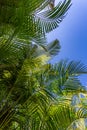 Abundant green leaves of Areca palm trees with sunlight reflecting on them with a blue sky