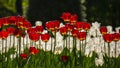 Abundant group blooming of red tulips on background of white in the background light