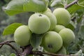 Abundant harvest of apples on apple tree branch Royalty Free Stock Photo