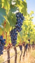 Abundant harvest dark grapes dangle gracefully in a vineyard setting