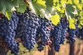 Abundant harvest dark grapes dangle gracefully in a vineyard setting