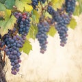 Abundant harvest dark grapes dangle gracefully in a vineyard setting