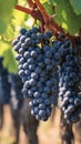 Abundant harvest dark grapes dangle gracefully in a vineyard setting