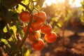 Abundant harvest of fresh, plump tomatoes grown on a vibrant and lush plantation Royalty Free Stock Photo