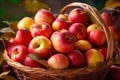 Abundant harvest, full basket of red organic apples with yellow leaves Royalty Free Stock Photo