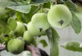 Abundant harvest of green apples on apple tree branch. Royalty Free Stock Photo