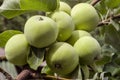Abundant harvest of green apples on apple tree branch Royalty Free Stock Photo