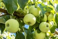 Abundant harvest of green apples with drops of water after rain on apple tree branch. A green apple ripens on an apple tree branch Royalty Free Stock Photo