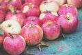 Abundant harvest of organic apples Royalty Free Stock Photo