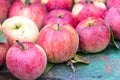 Abundant harvest of organic apples Royalty Free Stock Photo