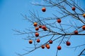 Abundant heavy load of ripen oriental persimmons or diospyros kaki on bare tree branch during autumn time in Sapa, Northen Viet Royalty Free Stock Photo