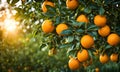 Abundant orange tree with ripe oranges in focus foreground, garden setting background Royalty Free Stock Photo