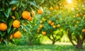 Abundant orange tree with ripe oranges in focus foreground, garden setting background Royalty Free Stock Photo