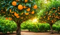 Abundant orange tree with ripe oranges in focus foreground, garden setting background Royalty Free Stock Photo