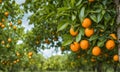 Abundant orange tree with ripe oranges in focus foreground, garden setting background Royalty Free Stock Photo