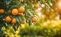 Abundant orange tree with ripe oranges in focus foreground, garden setting background Royalty Free Stock Photo