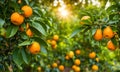 Abundant orange tree with ripe oranges in focus foreground, garden setting background Royalty Free Stock Photo