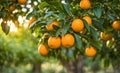 Abundant orange tree with ripe oranges in focus foreground, garden setting background Royalty Free Stock Photo