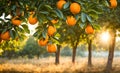 Abundant orange tree with ripe oranges in focus foreground, garden setting background Royalty Free Stock Photo