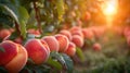 Abundant peach orchard bursting with ripe, succulent fruits in blushing hues, Ai Generated Royalty Free Stock Photo