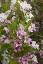 Abundant pink and white flowers of Weigelia florida \'Variegata\'