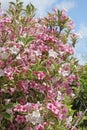 Abundant pink and white flowers of Weigelia florida \'Variegata\'