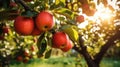 Abundant Red Apples on Tree