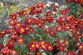 Abundant red and yellow flowers of semidouble Chrysanthemums Royalty Free Stock Photo