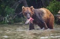 Brown bear catches lunch in Lake Kuril