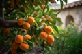 Abundant tree covered in ripe apricots ready for harvest Royalty Free Stock Photo