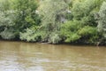 Abundant vegetation on the bank of the river Hron