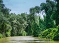 Abundant vegetation in the Danube Delta