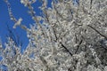 Abundant white flowers of blossoming plum against blue sky in April Royalty Free Stock Photo