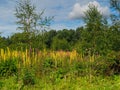 Barlow Common Nature Reserve, North Yorkshire Royalty Free Stock Photo