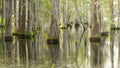 Smooth Water Reflects Cypress Trees in Swamp Marsh Lake Royalty Free Stock Photo