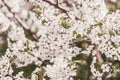 Abundantly blooming branches of sakura with white flowers. Spring background. Spring, seasons, gardening concept