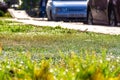 grass covered with multiple dewdrops on the side of the road with standing cars, selective focus Royalty Free Stock Photo