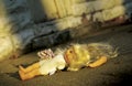 Abused doll lying on ground