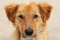 Abused stray dog Royalty Free Stock Photo