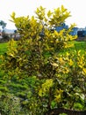 Abusive tree in indian farm with backround weatgrass