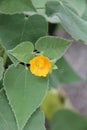 Abutilon abutiloides Royalty Free Stock Photo