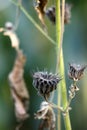 Abutilon black ripe seeds close-up Royalty Free Stock Photo